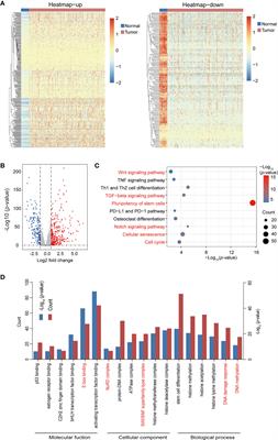 Identification of Key Transcription Factors and Immune Infiltration Patterns Associated With Breast Cancer Prognosis Using WGCNA and Cox Regression Analysis